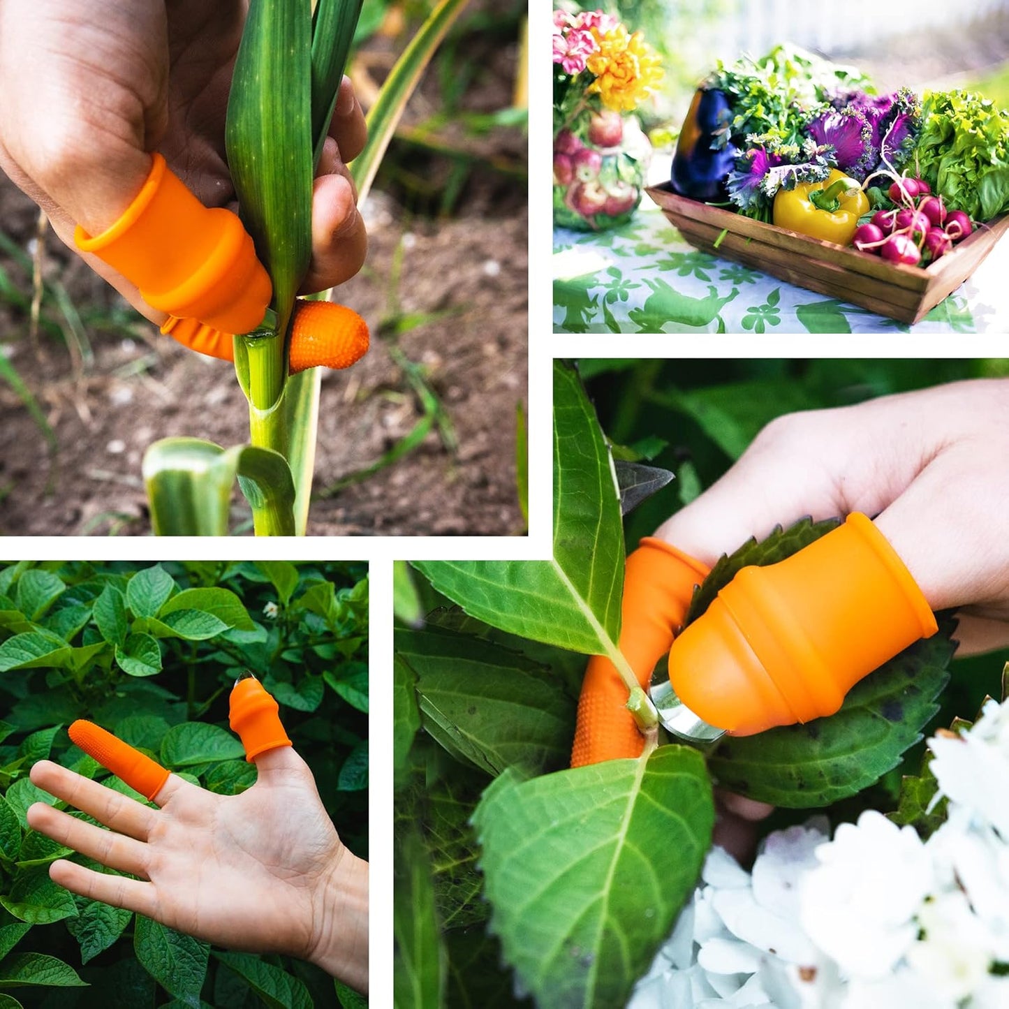 Couteau de récolte de légumes