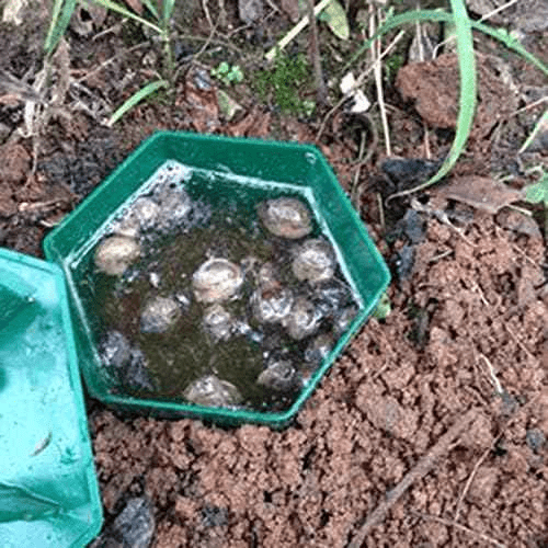 Piège écologique pour limaces et escargots